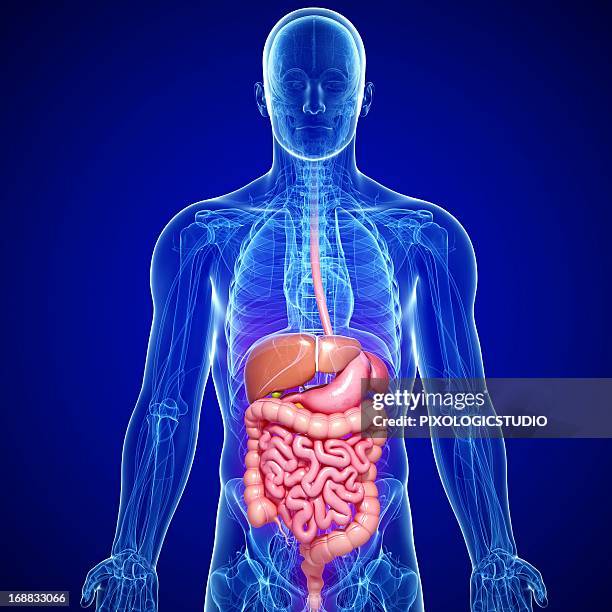 male digestive system, artwork - male likeness stock illustrations