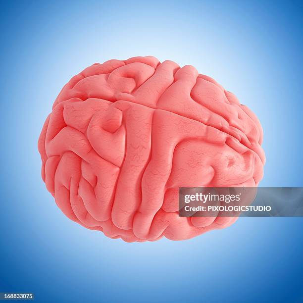 Brain Images Human Brain Photo High Res Illustrations - Getty Images