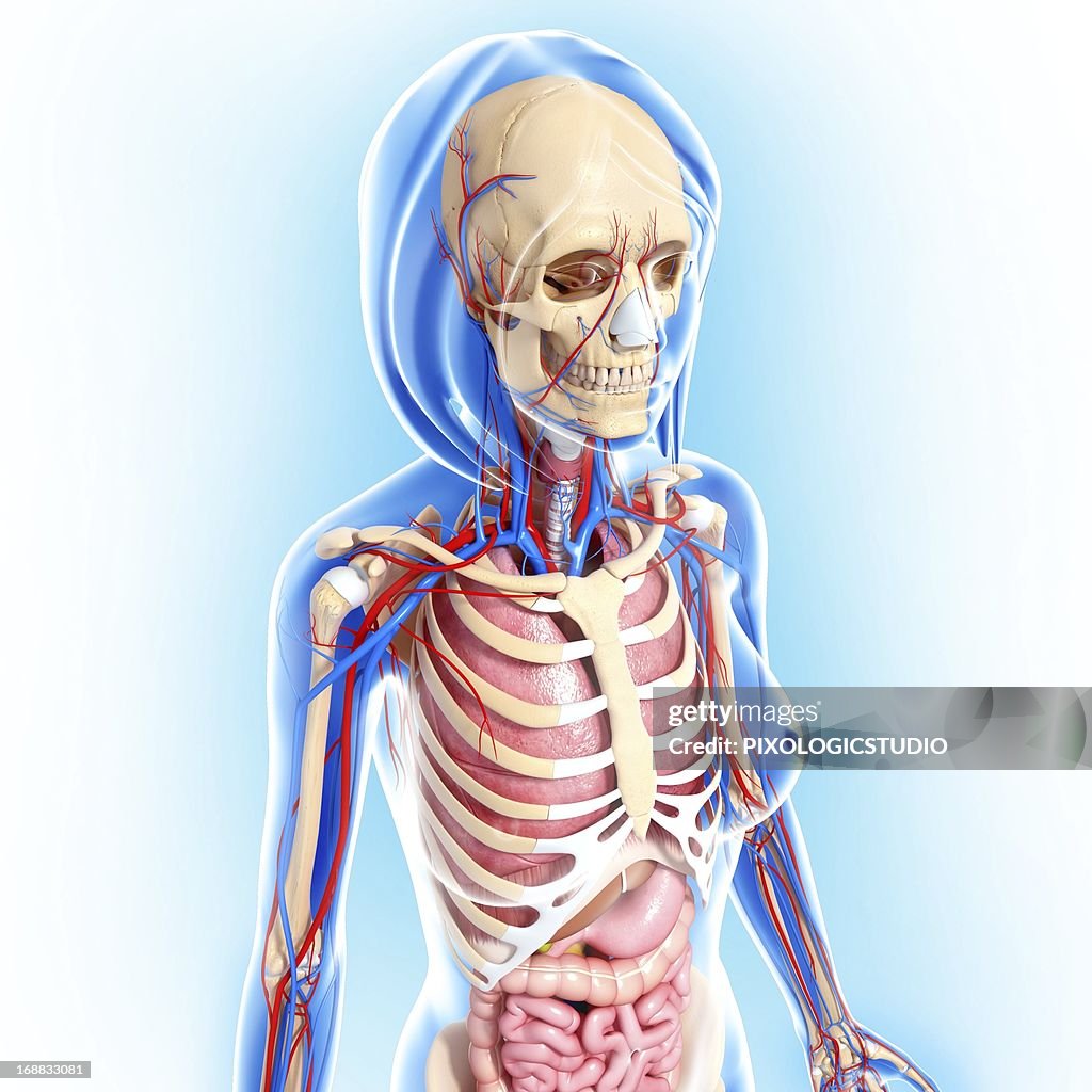 Female anatomy, artwork