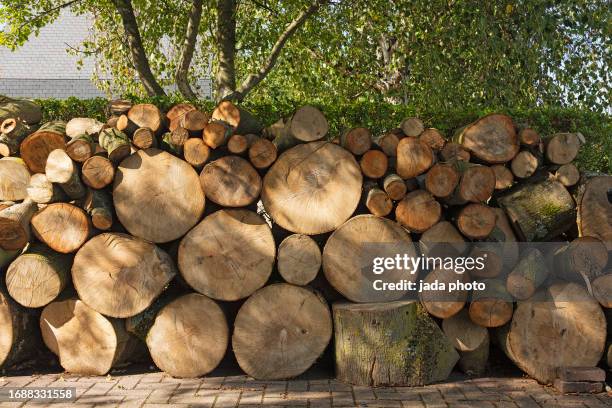 sawed-off trees stacked on top of each other - beech wood texture stock pictures, royalty-free photos & images