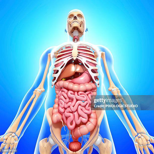 male anatomy, artwork - appendix stock illustrations