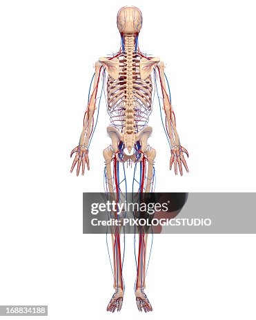 Cardiovascular system, artwork Cardiovascular system, artwork
