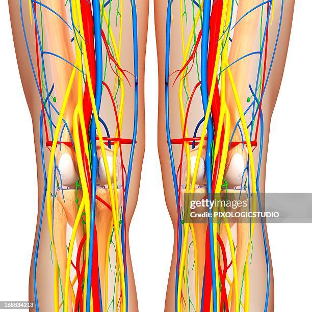 knee anatomy, artwork - lymph node stock illustrations