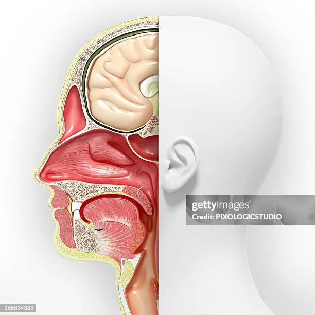 bildbanksillustrationer, clip art samt tecknat material och ikoner med head anatomy, artwork - manlig form