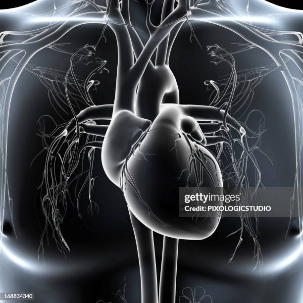 human heart, artwork - human artery stock illustrations