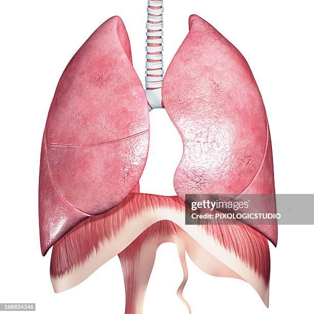 ilustrações de stock, clip art, desenhos animados e ícones de respiratory system, artwork - diafragma sistema respiratório humano