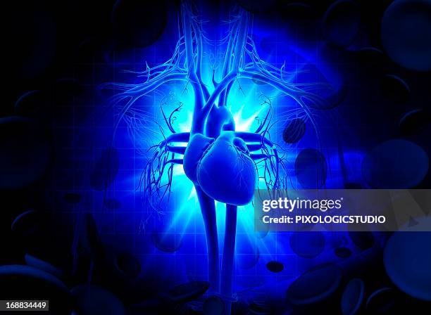 ilustrações de stock, clip art, desenhos animados e ícones de human heart, artwork - aorta