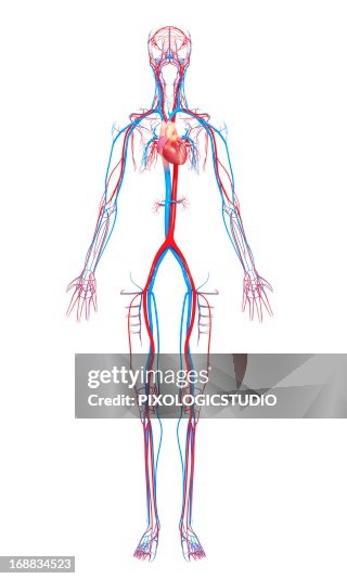 Cardiovascular system, artwork Cardiovascular system, artwork