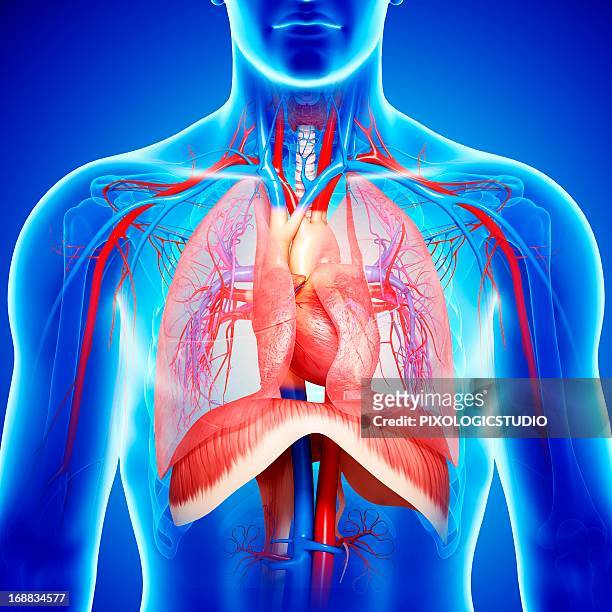 chest anatomy, artwork - human vein stock illustrations
