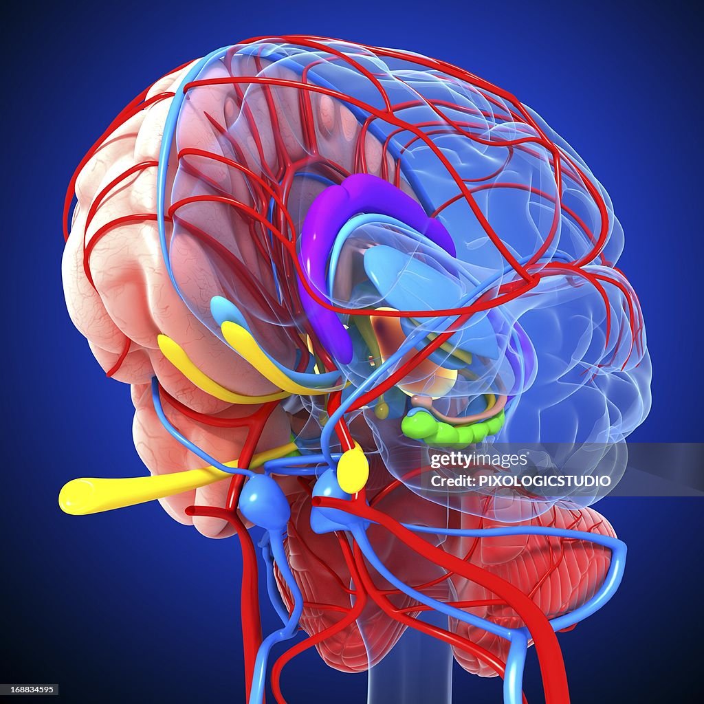 Brain anatomy, artwork