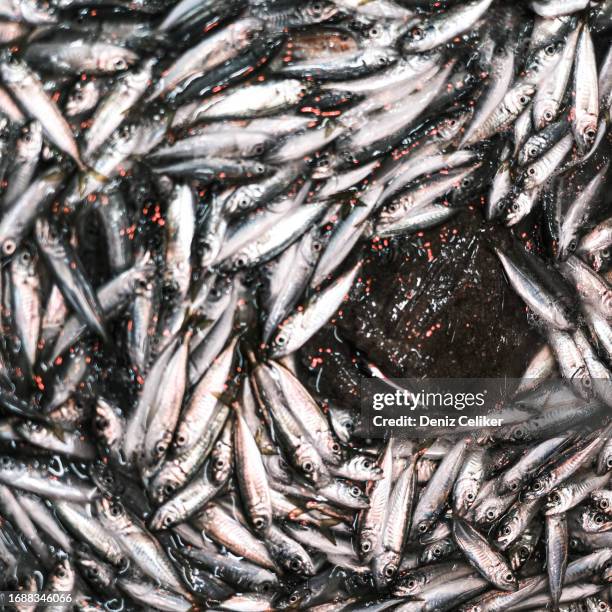 Fish Smacks Rocks 96 A Fishing Smack Stock Photos, High-Res Pictures, and Images - Getty ...