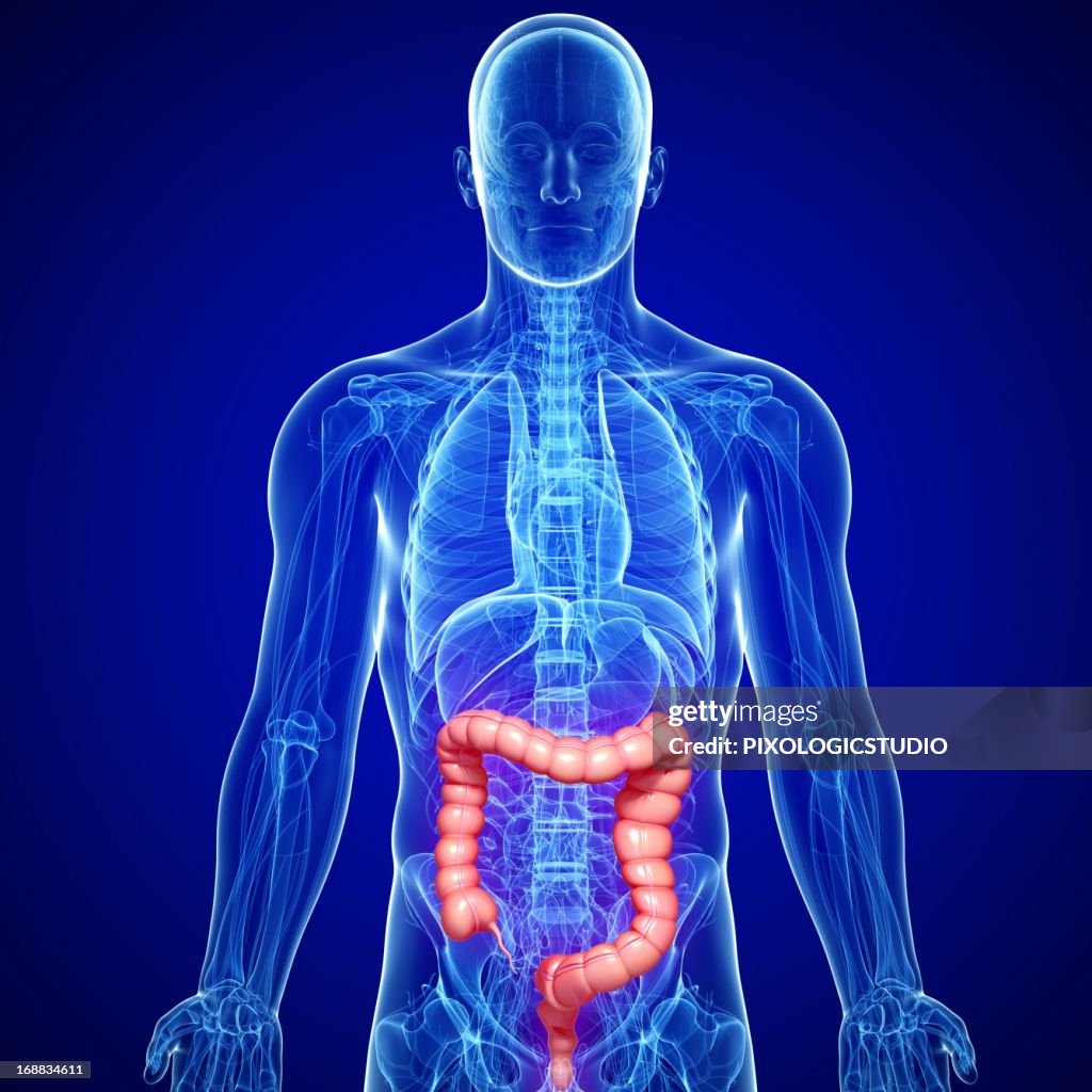 Large Intestine Routiing Male Large Intestines Artwork High-Res Vector Graphic - Getty Images