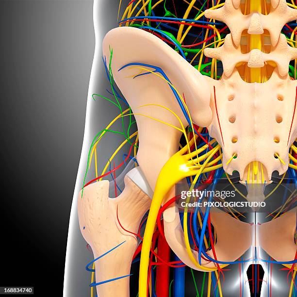 pelvis anatomy, artwork - hip body part stock illustrations