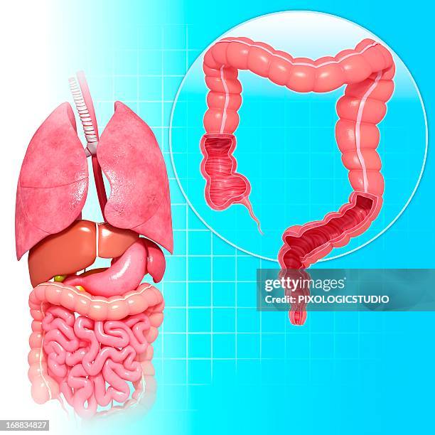 Large Intestine Routiing Healthy Large Intestines Artwork High-Res Vector Graphic - Getty Images
