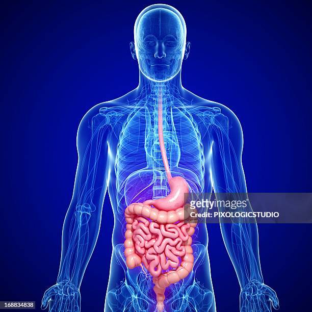 male digestive system, artwork - speiseröhre stock-grafiken, -clipart, -cartoons und -symbole