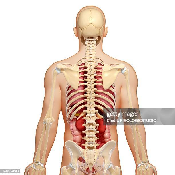 Torso Back View Human Body Anatomy Back Human Skeleton Anatomy Rear View Stock