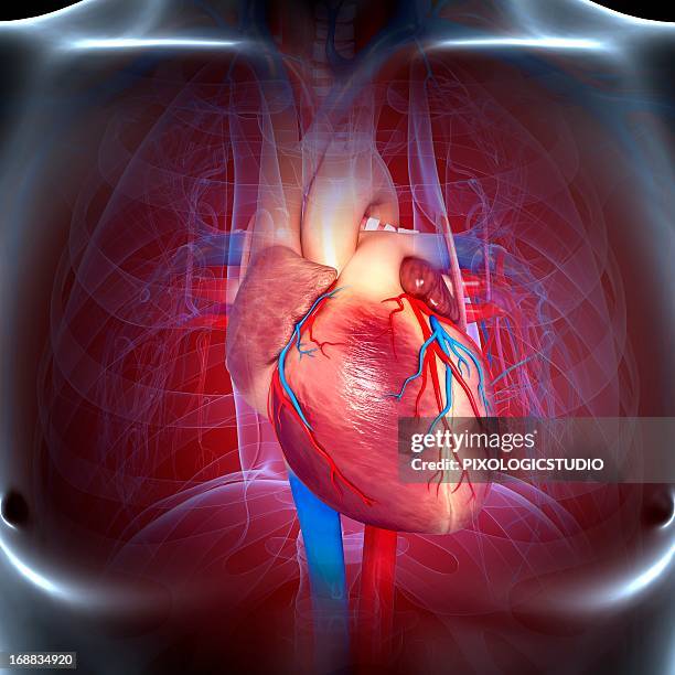 cardiovascular system, artwork - carotid artery stock illustrations