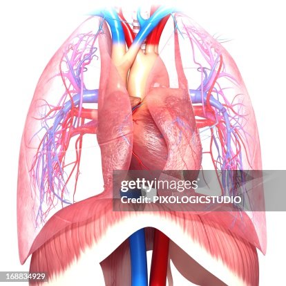 Chest Anatomy Artwork High Biology Diagrams