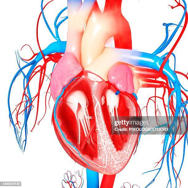 bildbanksillustrationer, clip art samt tecknat material och ikoner med human heart, artwork - heart ventricle