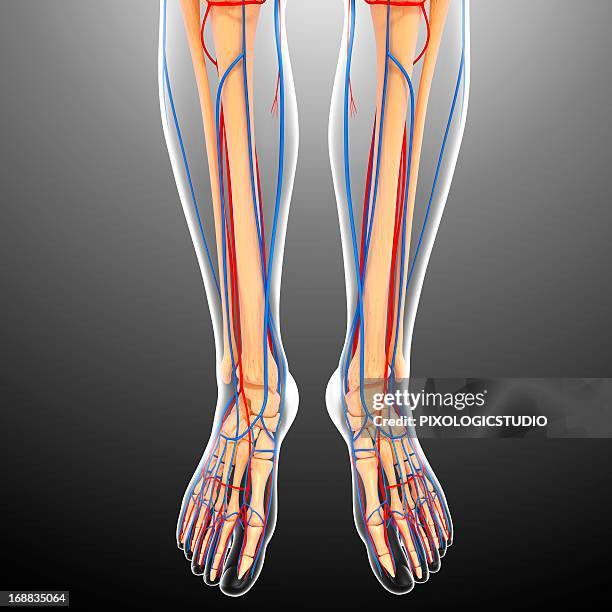 illustrazioni stock, clip art, cartoni animati e icone di tendenza di lower body anatomy, artwork - fibula