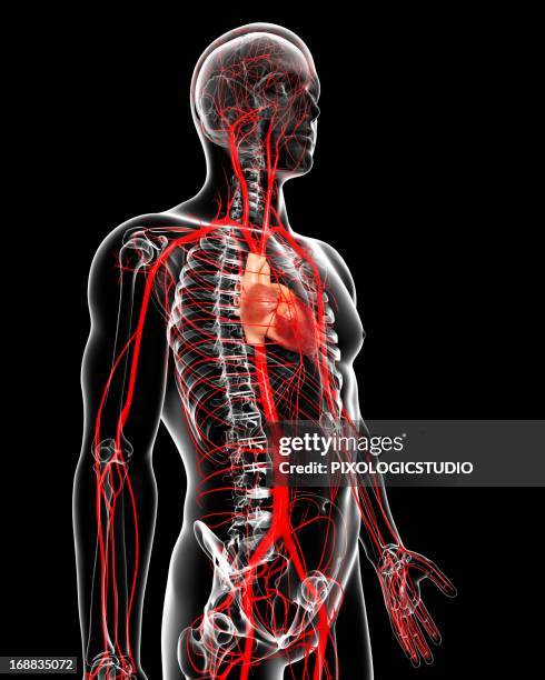 human arteries, artwork - carotid artery stock illustrations