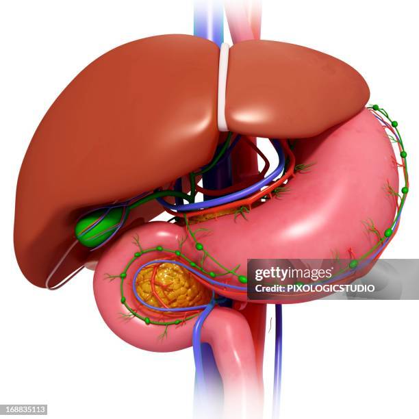 healthy digestive system, artwork - lymph node stock illustrations
