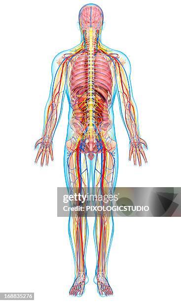 human anatomy, artwork - lymph node stock illustrations