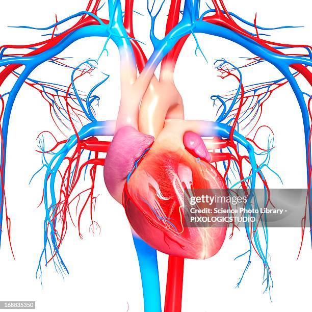 ilustraciones, imágenes clip art, dibujos animados e iconos de stock de cardiovascular system, artwork - aorta