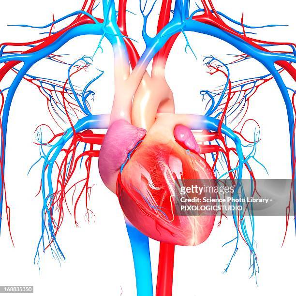 bildbanksillustrationer, clip art samt tecknat material och ikoner med cardiovascular system, artwork - heart ventricle