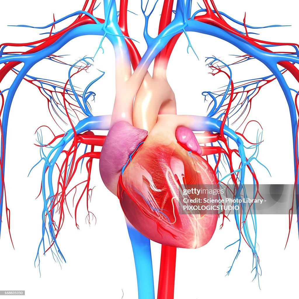 Cardiovascular system, artwork