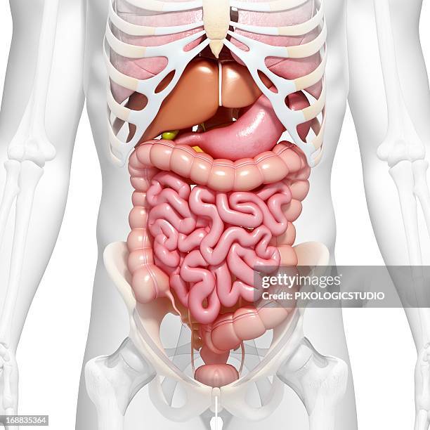 bildbanksillustrationer, clip art samt tecknat material och ikoner med abdominal anatomy, artwork - människotarm