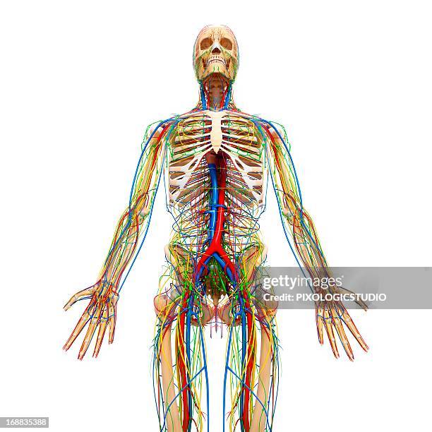 2,388 Male Pelvis Stock Photos, High Biology Diagrams