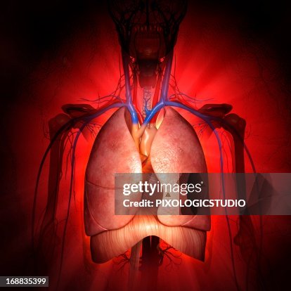 Chest Anatomy Artwork High Biology Diagrams