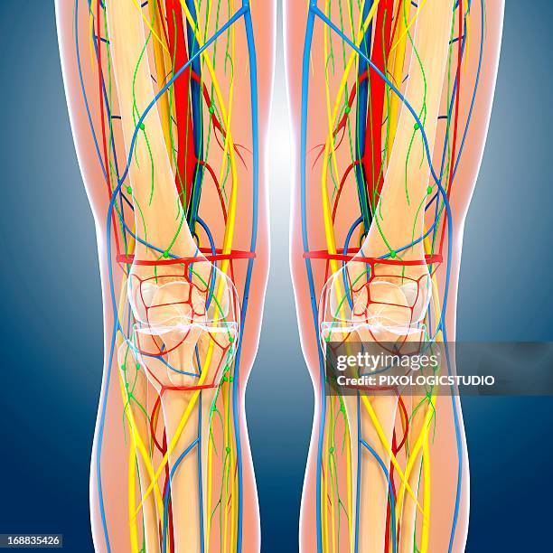 ilustrações, clipart, desenhos animados e ícones de knee anatomy, artwork - rótula