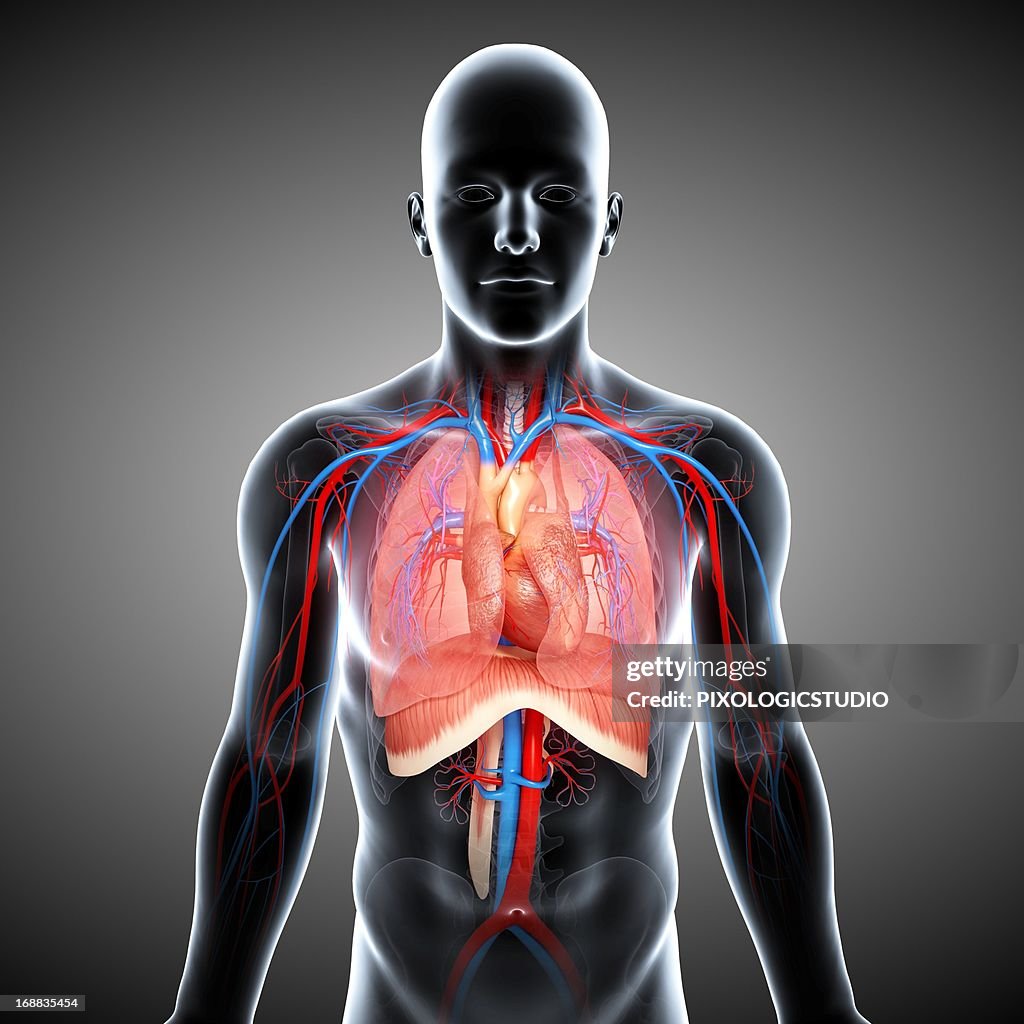 Chest Anatomy Artwork High Biology Diagrams