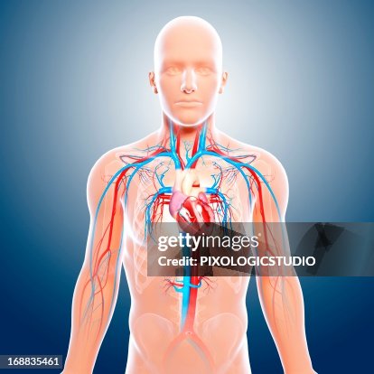 Cardiovascular system, artwork Cardiovascular system, artwork