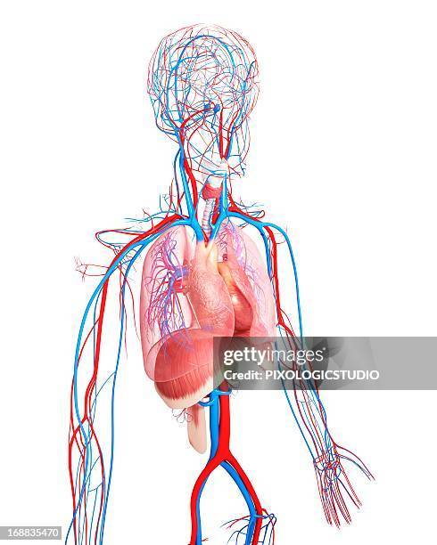upper body anatomy, artwork - carotid artery stock illustrations