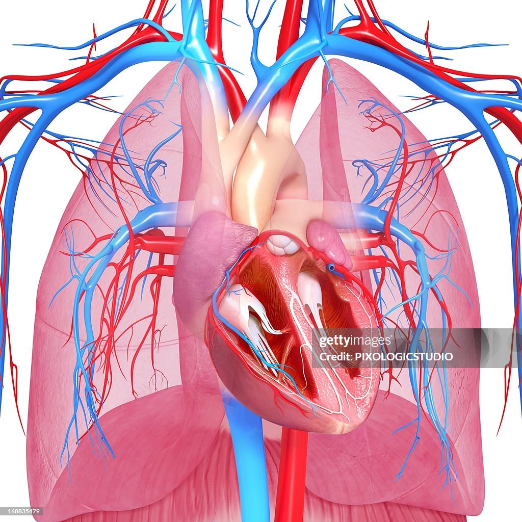 Chest Anatomy Artwork High Biology Diagrams
