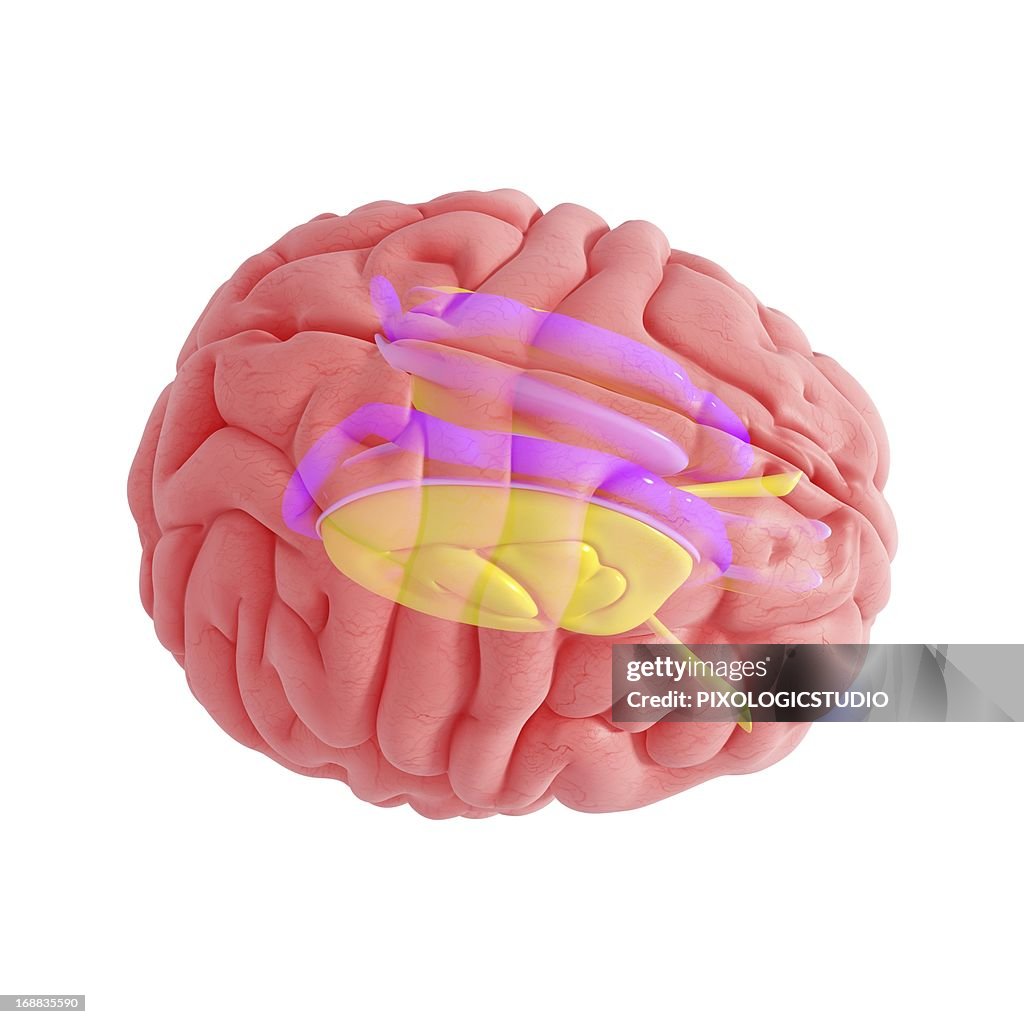 Brain anatomy, artwork