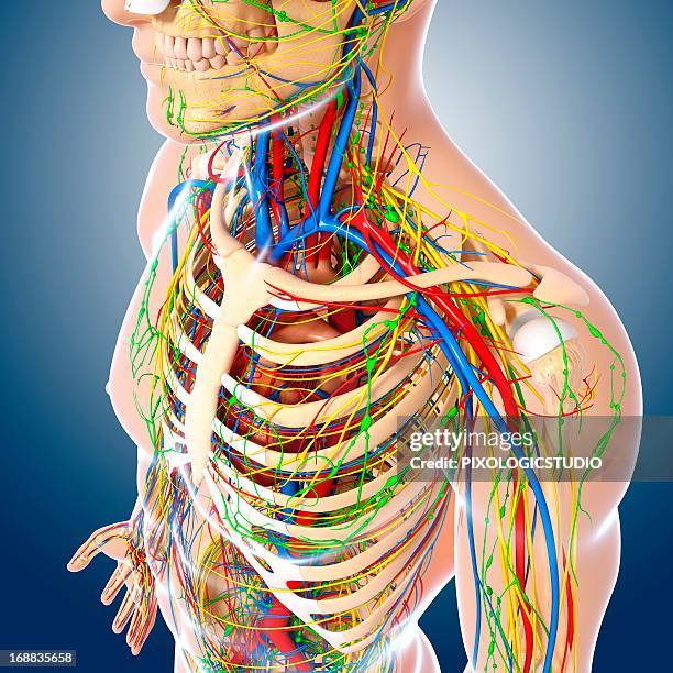 upper body anatomy, artwork - lymph node stock illustrations
