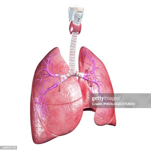 healthy lungs, artwork - thyroid stock illustrations