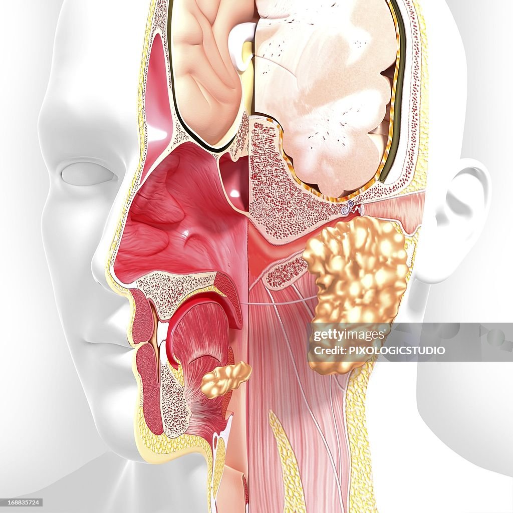 Head anatomy, artwork