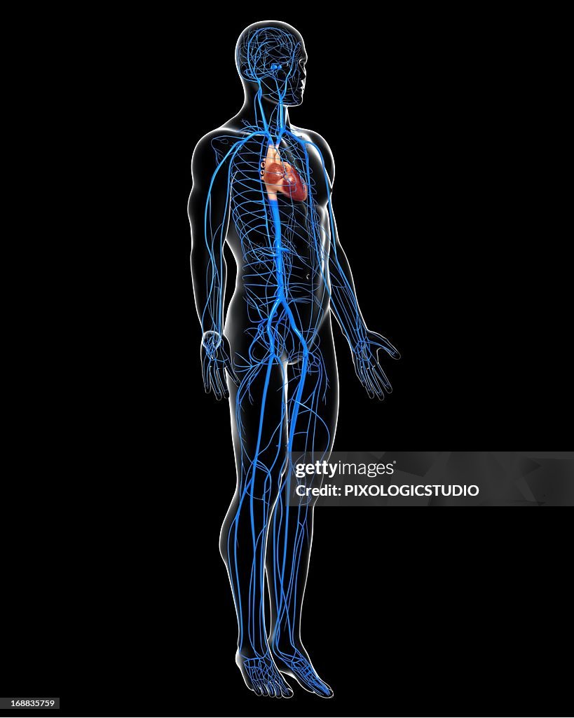 Human Veins Artwork High Biology Diagrams