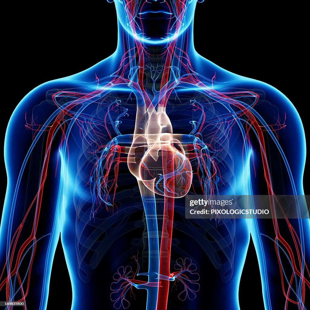 Cardiovascular system, artwork