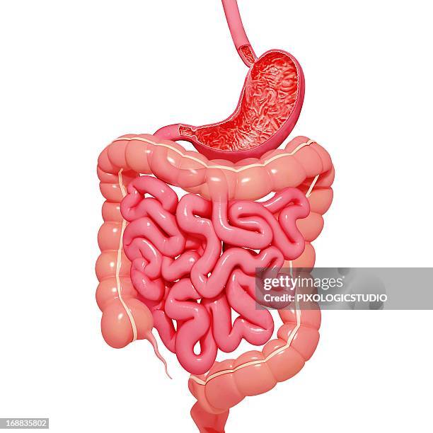 healthy digestive system, artwork - belly stock illustrations