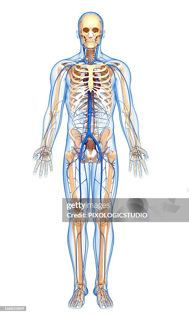 Human Veins Artwork High Biology Diagrams