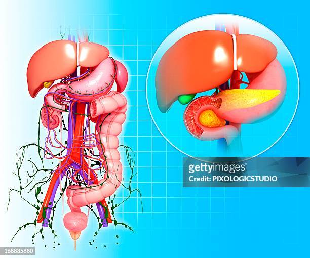 healthy digestive system, artwork - endocrine system stock-grafiken, -clipart, -cartoons und -symbole