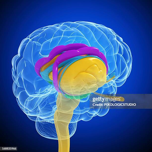 brain anatomy, artwork - limbic system stock illustrations