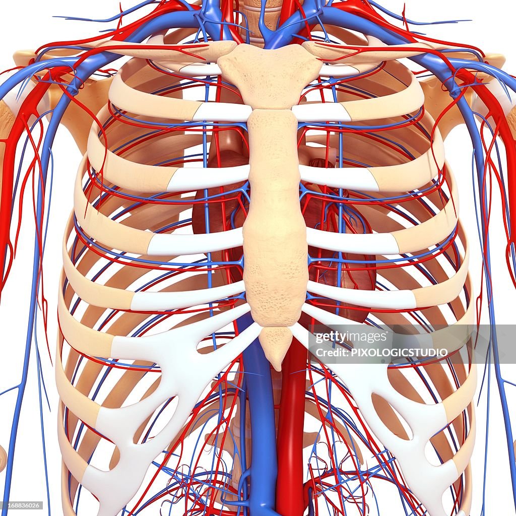 Chest Anatomy Artwork High-Res Vector Graphic - Getty Images