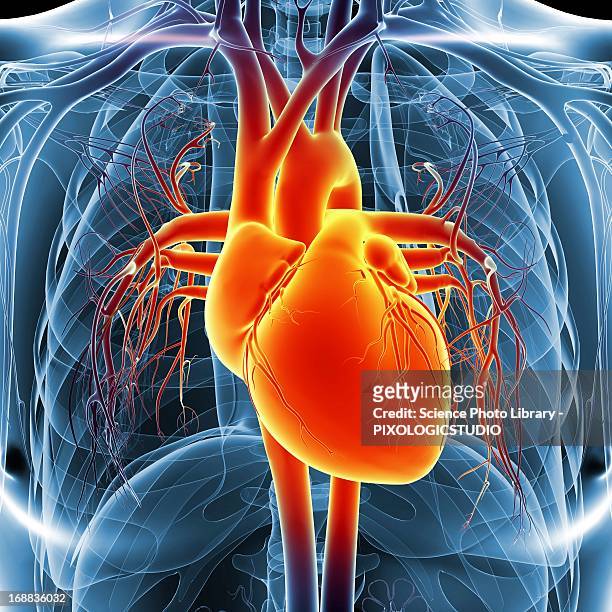 human heart, artwork - human heart stock illustrations